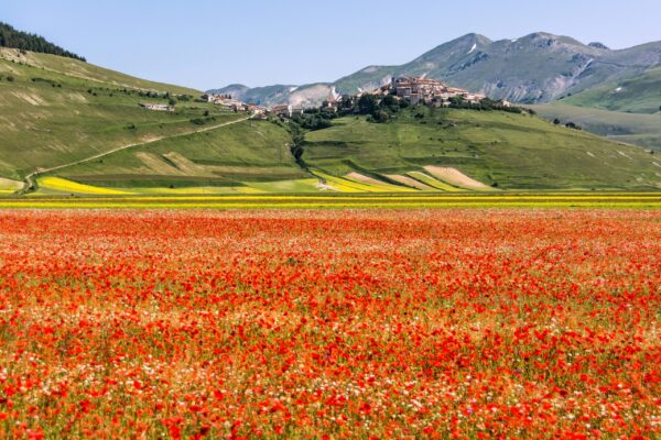 fioritura di catselluccio norcia scaled - Garattini Viaggi