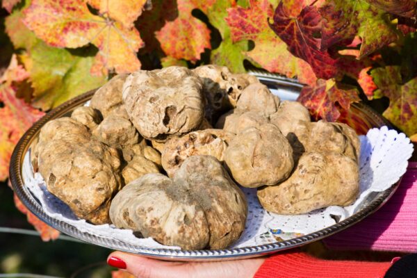 treno del tartufo sagra del tartufo montiglio monferrato garattini viaggi scaled - Garattini Viaggi